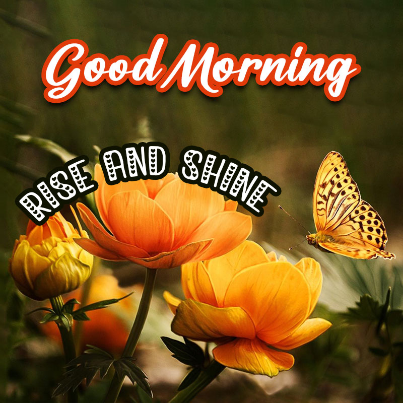 Good Morning Flower Garden Images 2