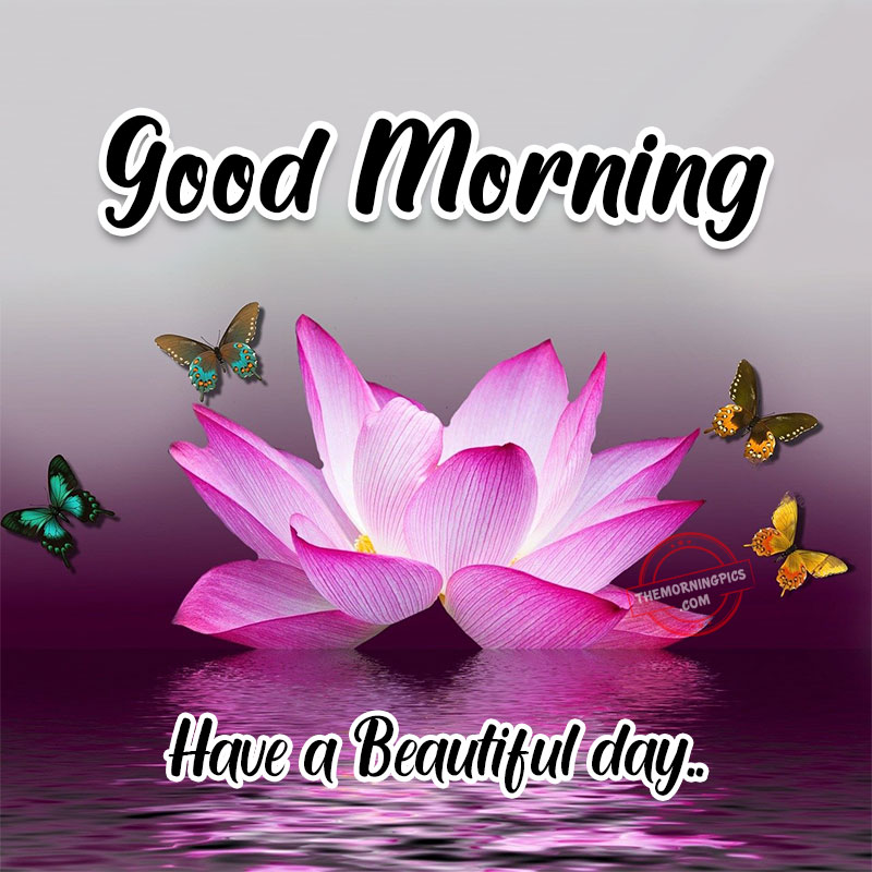 Good Morning HD Flowers